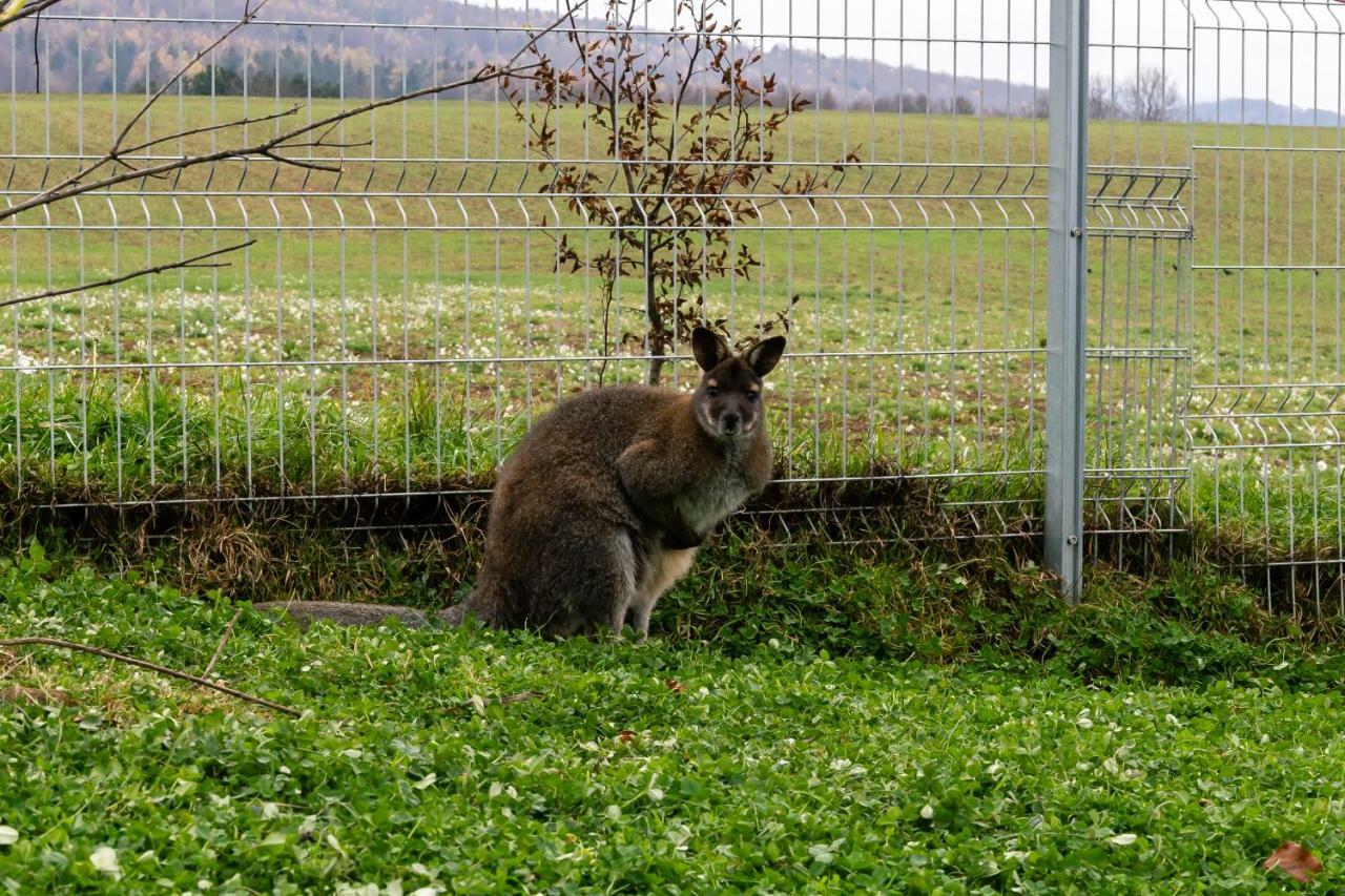 Nemetz-Motel Boheimkirchen Exteriör bild
